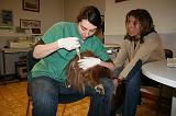 INSEMINATION ARTIFICIELLE 013